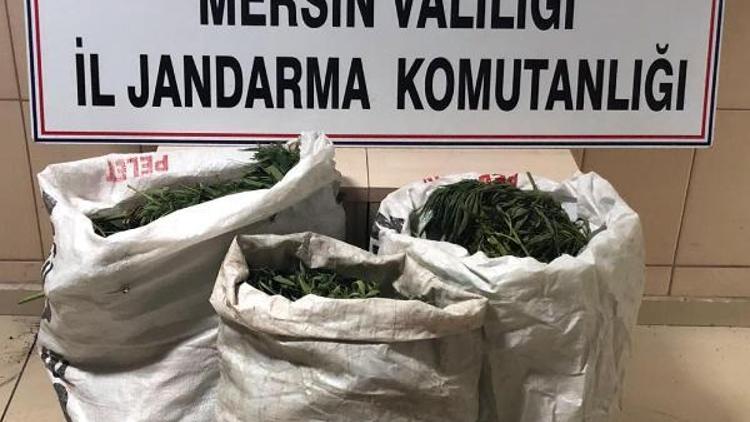 Hazine arazisinde esrar yetiştirdi