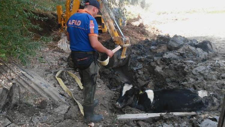 Bataklığa saplanan ineği AFAD ekibi kurtardı