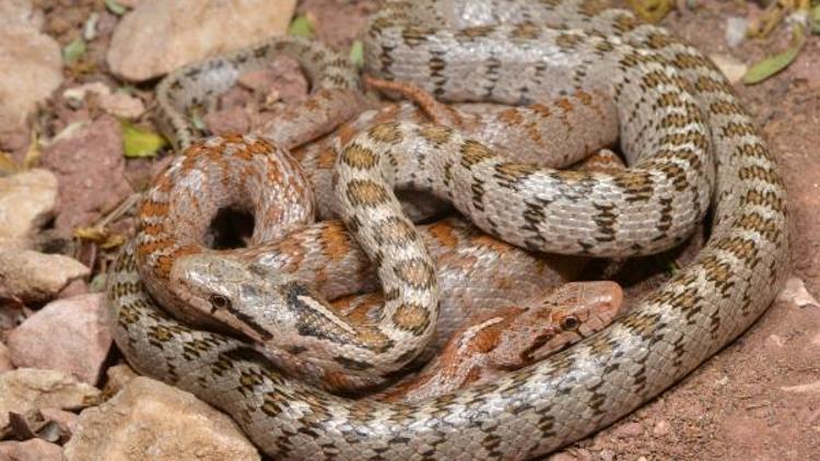 Keşfedilen yeni yılan türüne Likyalı adı verildi