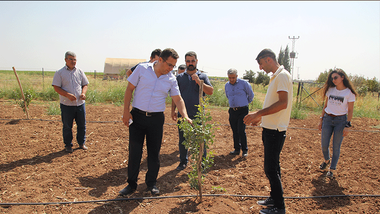 Mardin meyvecilikte marka olma yolunda