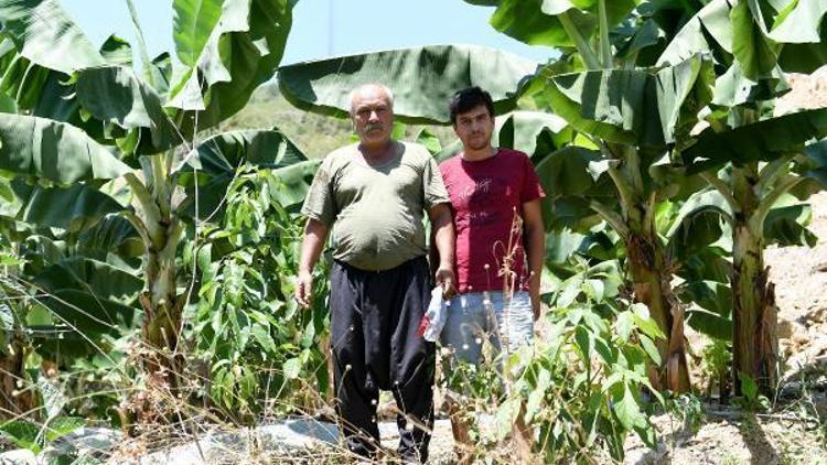 Anamur tarımı can buluyor