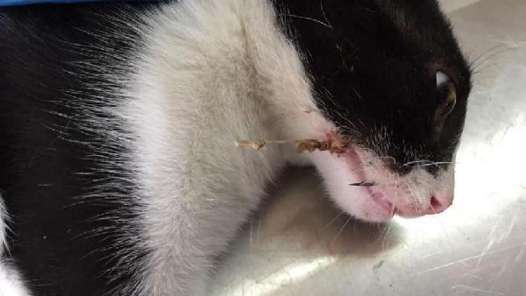 Sokak kedisinin ağzına batan olta iğnesi operasyonla çıkarıldı