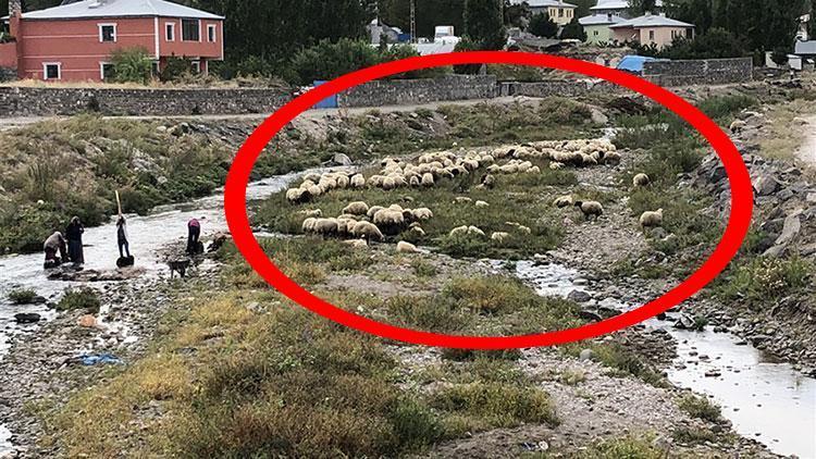 Yoldaki dehşetten sonra böyle korundular