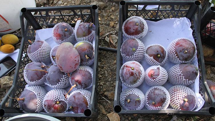 Alanya’da mango hasadı başladı