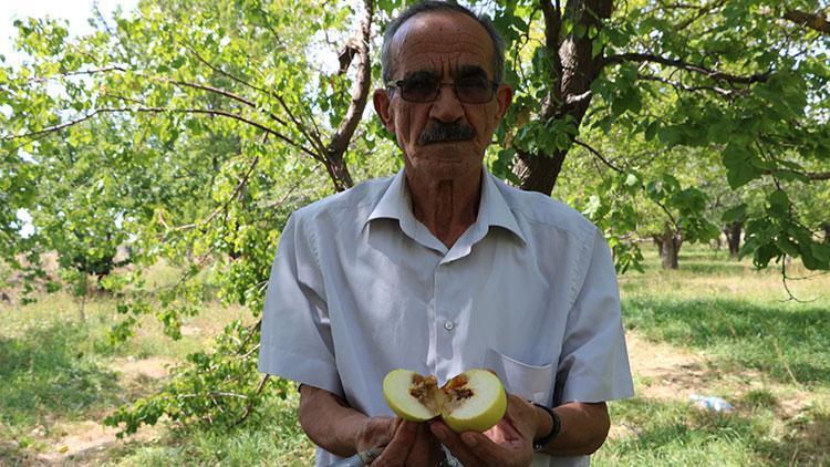 Üretici şokta, elmanın yüzde 80i zarar gördü