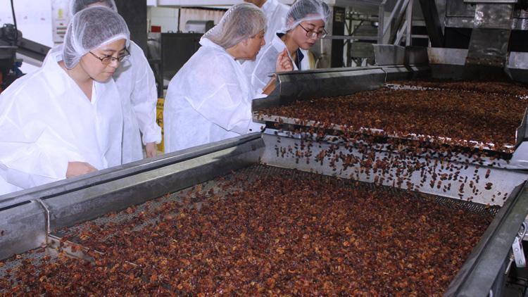 Çinliler, kuru üzüm için Alaşehirde