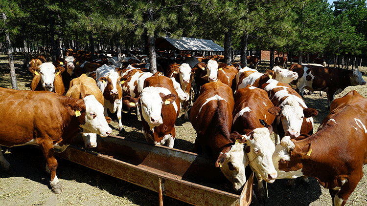 FETÖ’cü işadamına ait inekler satışa çıkarıldı