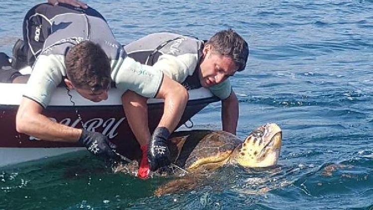 Ağa takılan caretta caretta kurtarıldı