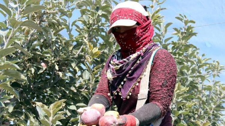 Niğdede bodur elma hasadı başladı