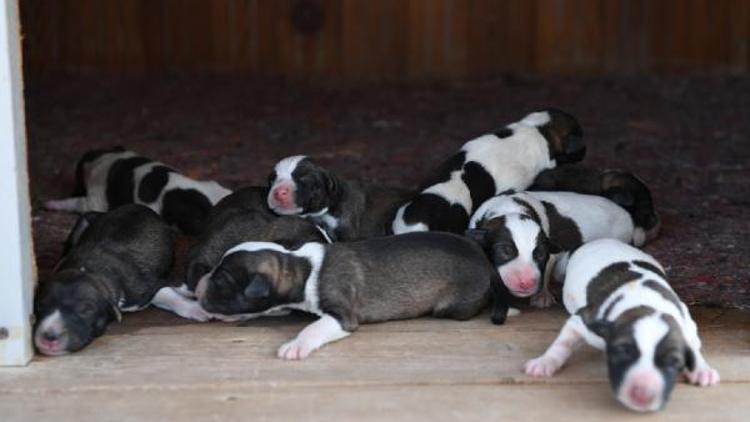 Su borusuna sıkışan köpekler kurtarıldı