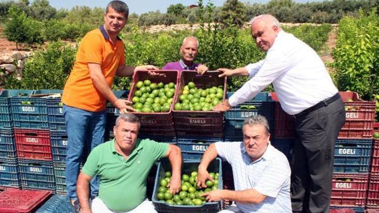 Erdemlide limon hasadı başladı