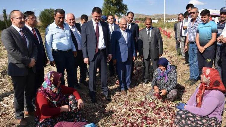 Kırıkkalede soğan hasadı başladı