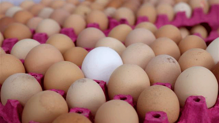 Yumurta üretimi Temmuzda arttı