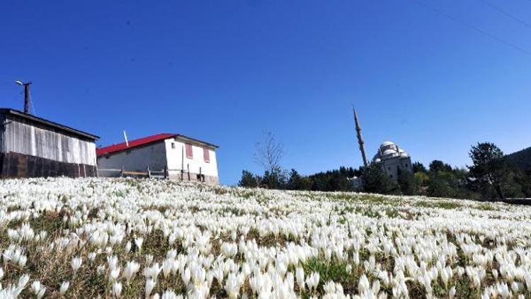 Doğu Karadeniz Vargit çiçekleri ile rengarenk oldu