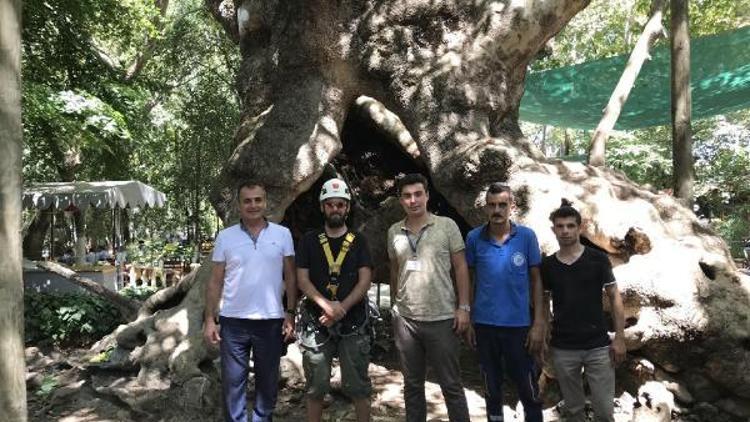 Muğladaki anıt ağaçlara rehabilitasyon