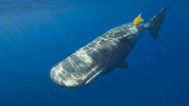 Deniz canlıları neden plastiği gıda sanıp yiyor