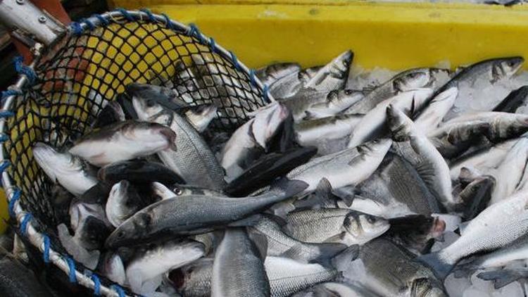 Rusya’ya balık ihracatında hedef 100 milyon dolar