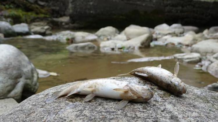 Çaykarada toplu balık ölümleri endişelendiriyor