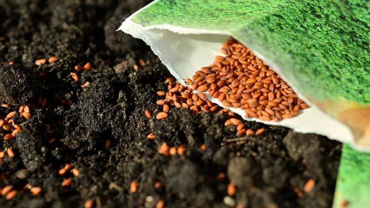 Sertifikalı tohumda 2023 hedefi 1,5 milyon ton üretim