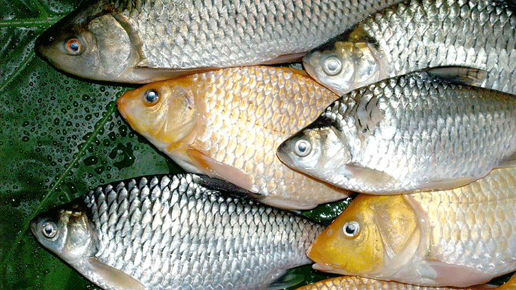 Antalya’da balık sezonu açıldı