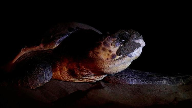 Meksikada otel projesine deniz kaplumbağaları sebebiyle onay verilmedi