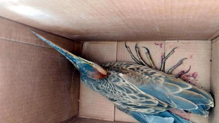 Sultan Sazlığında yaralı bulunan kuşlara tedavi
