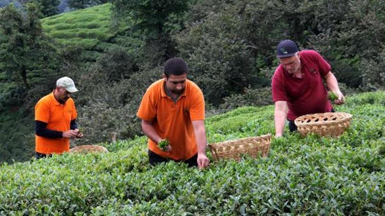 2,5 yapraklı organik yeşil çaya inovasyon ödülü