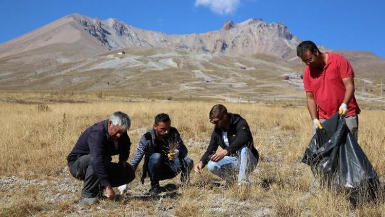 Erciyes’in yeşil dokusu için tohum topladılar