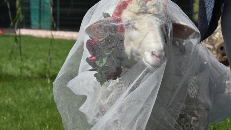 Koç ile koyun için sembolik düğün yaptı, temsili nikah şahidi Pascal Nouma oldu/ Ek fotoğraflar