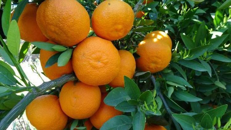 Vitamin deposu mandalinada rekolte düşük