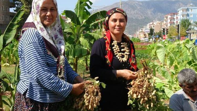 Refüjde hasat zamanı