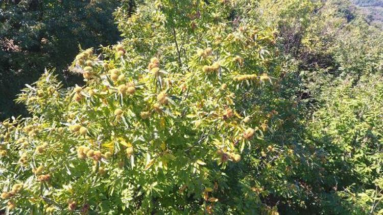 Erfelek kestanesinde hasat başladı