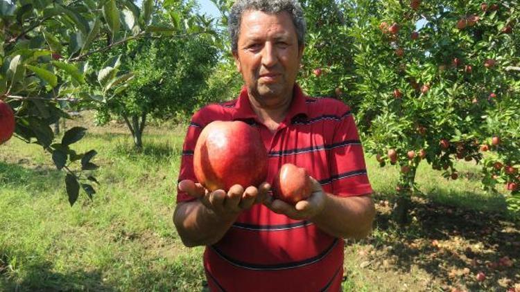 Bayramiçte yetişen 1 kilo 105 gramlık elma şaşırttı