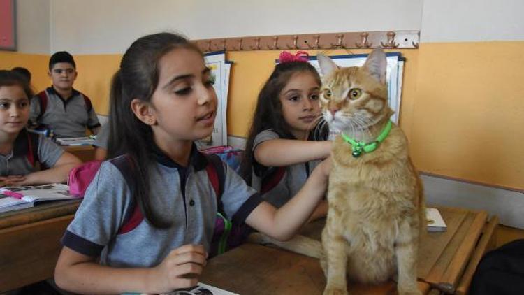 Yaz tatilinde özlenen Tombi, sınıfa geri döndü