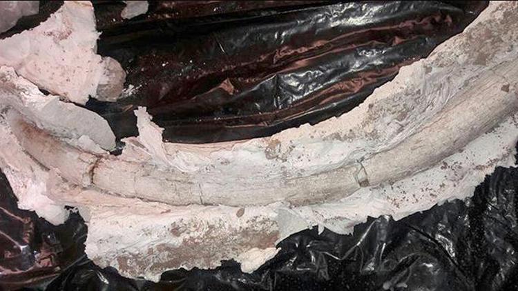 İranda 20 milyon yıllık fildişi fosili bulundu