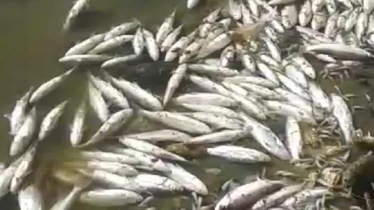 Porsuk Barajında balık ve kerevit ölümleri