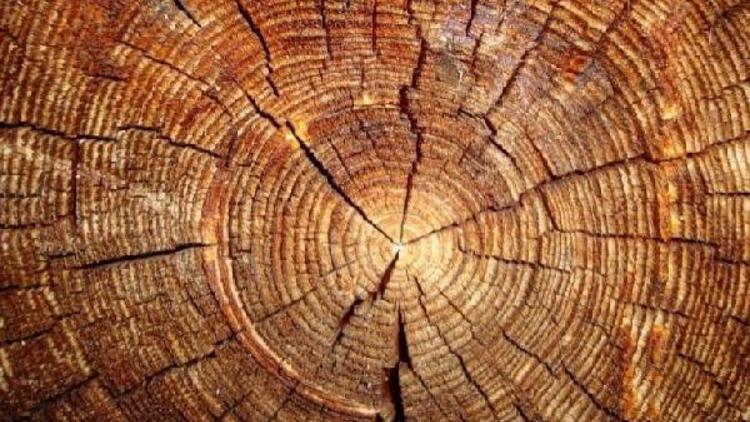 Cambridge Üniversitesi bilim insanlarından ağaç halkası ajandası
