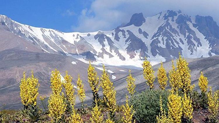 Adını Erciyes Dağından alan çiçek ve bitkiler kitap oluyor