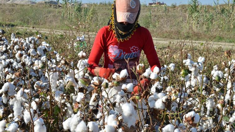 Adana’da pamuk ekim alanı ve rekolte arttı