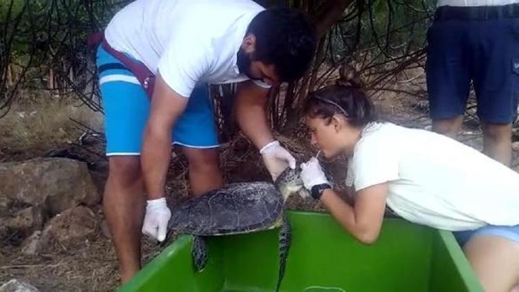 Nefes almakta zorlanan yavru caretta, tedaviye alındı