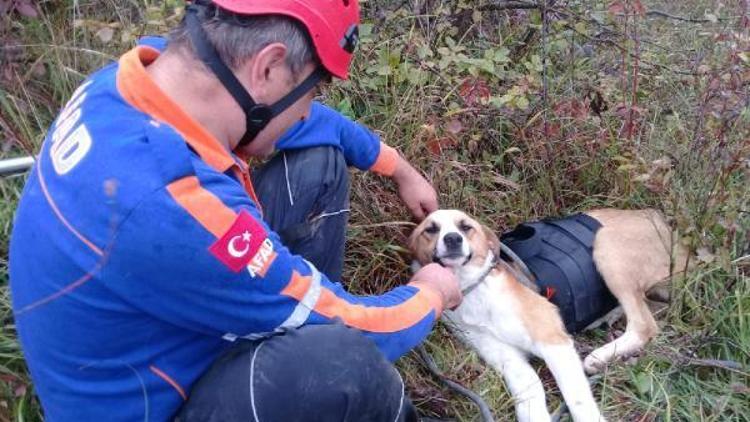 Uçurumda mahsur kalan köpeği AFAD kurtardı