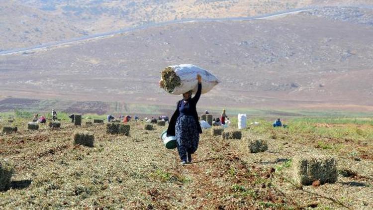 Hasat artığı yer fıstıklarını toplamak için tarlaya koştular