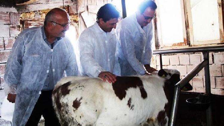 Yalovada Buzağı ölümlerini önleme projesine destek