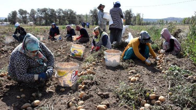 Sivasta patates hasadı başladı