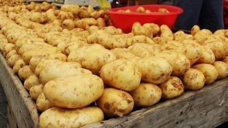 Sivasta yemeklik patateste 60 bin ton rekolte bekleniyor