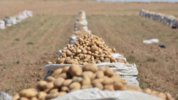 Patateste üretim az olmasına rağmen fiyat artışı beklenmiyor