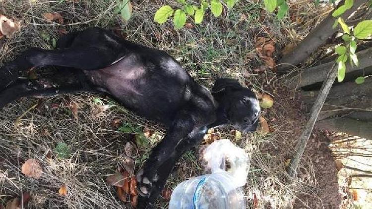 Yavru köpekleri, tavuklarına zarar vereceği için öldürmüş