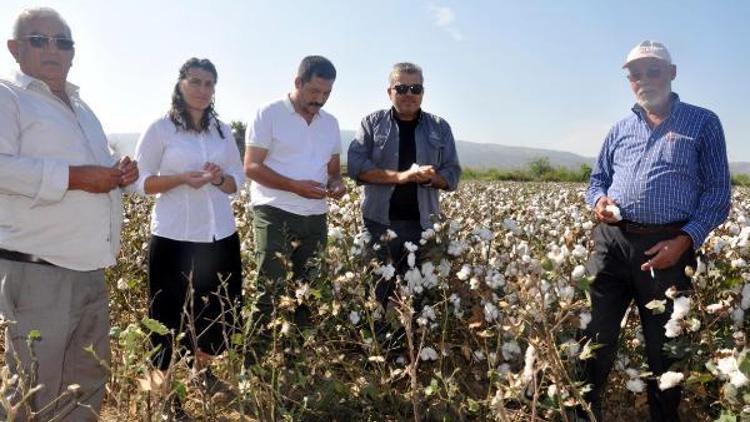 Pamuktaki düşük verim ve fiyat üreticiyi tedirgin etti