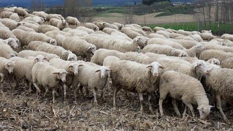 Koyun hırsızlığı şüphelilerinden 2si tutuklandı