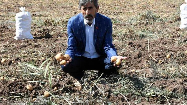 Türkiyenin patates tohumu ihtiyacını Sivas karşılıyor